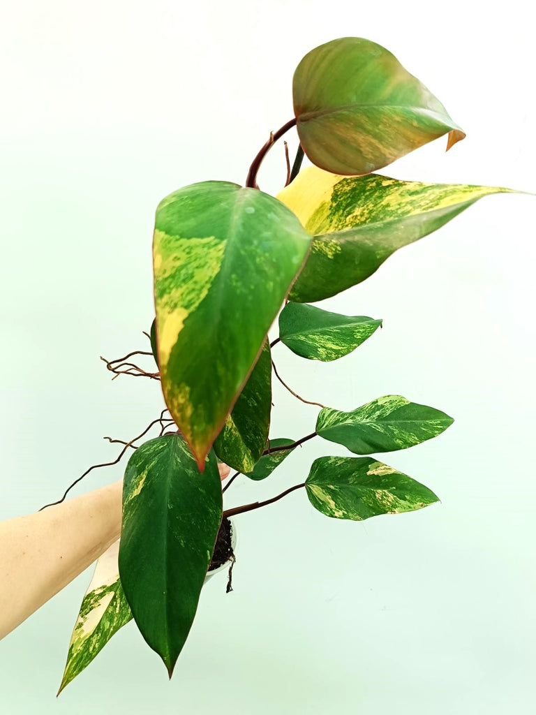 Philodendron strawberry shake variegata