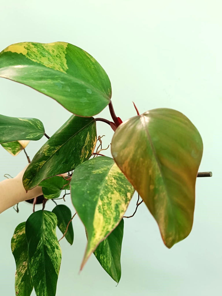 Philodendron strawberry shake variegata