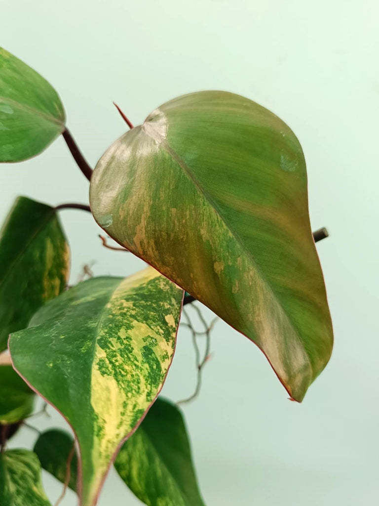 Philodendron strawberry shake variegata