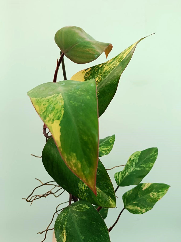 Philodendron strawberry shake variegata