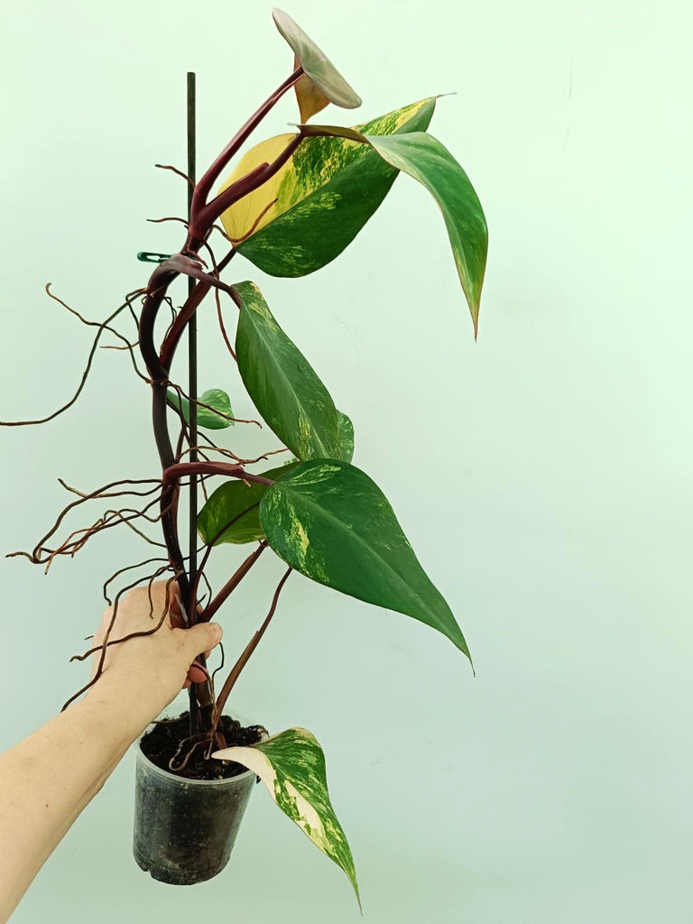 Philodendron strawberry shake variegata