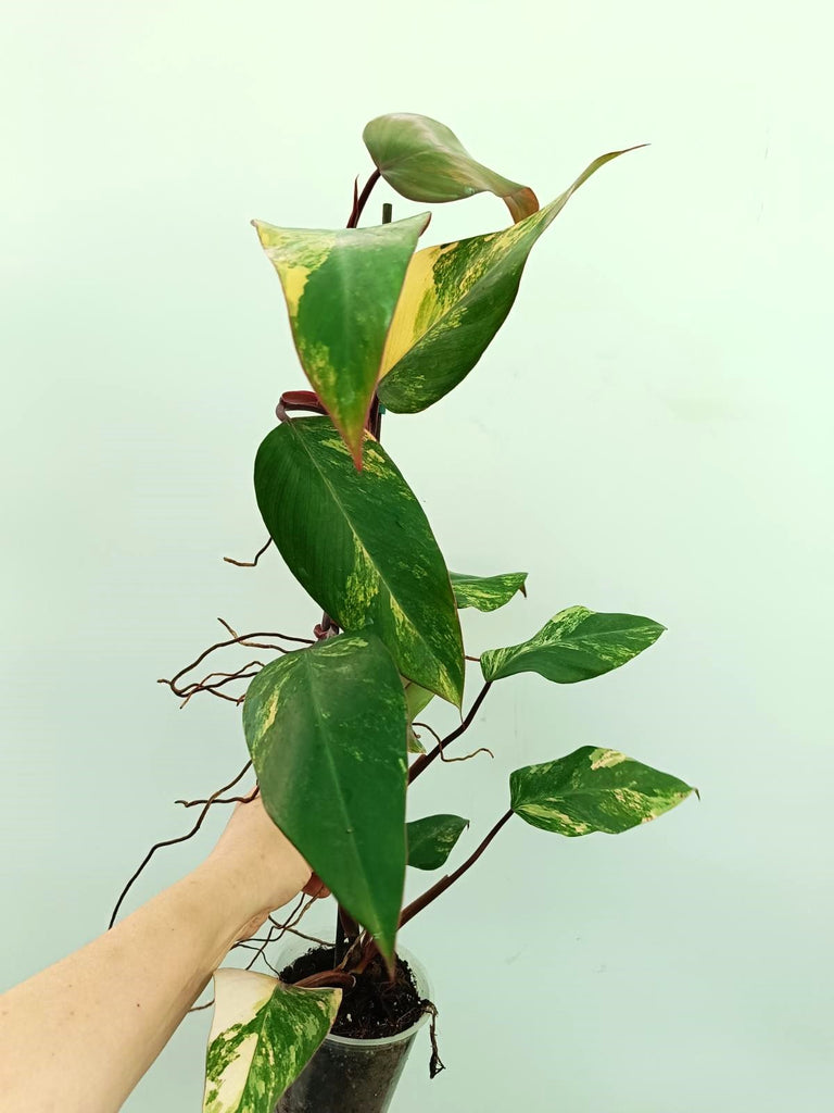 Philodendron strawberry shake variegata