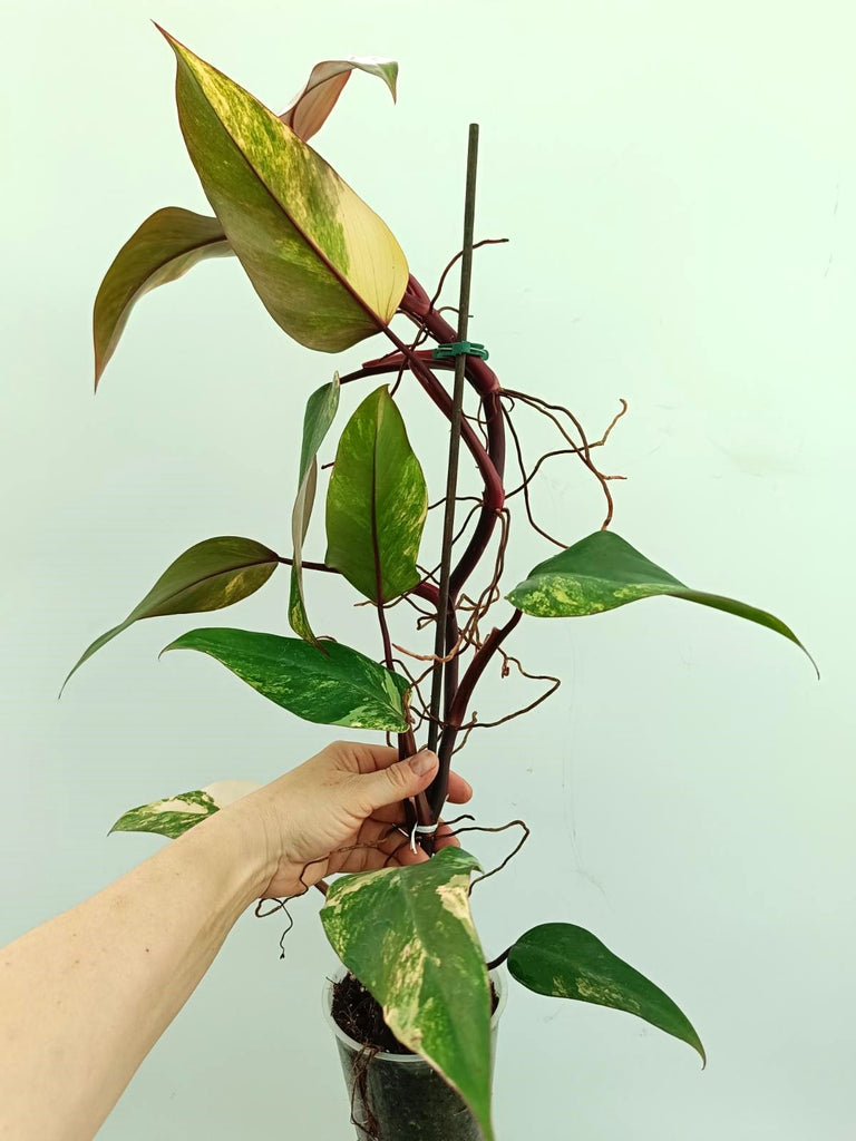 Philodendron strawberry shake variegata