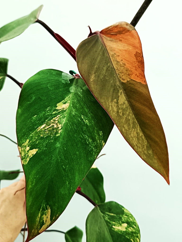 Philodendron strawberry shake variegata