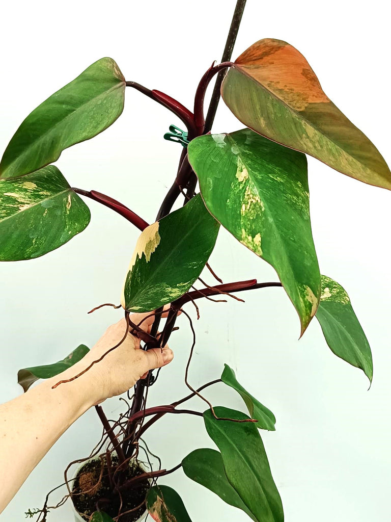 Philodendron strawberry shake variegata