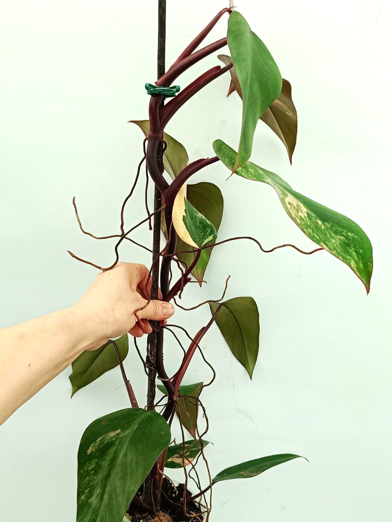 Philodendron strawberry shake variegata