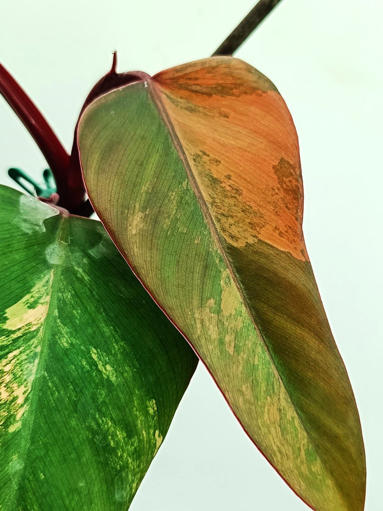 Philodendron strawberry shake variegata