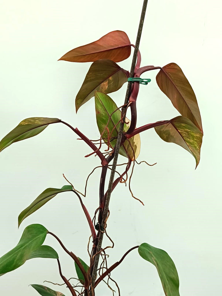 Philodendron strawberry shake variegata