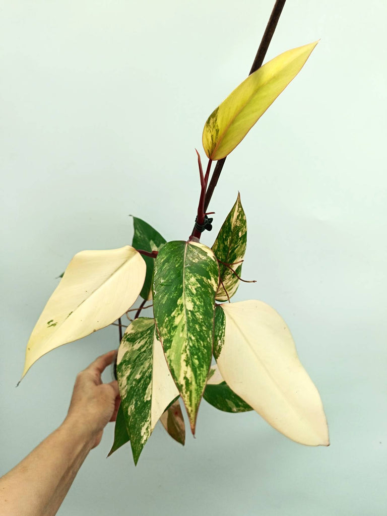 Philodendron strawberry shake variegata