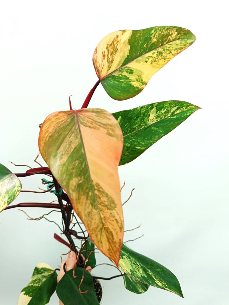 Philodendron strawberry shake variegata