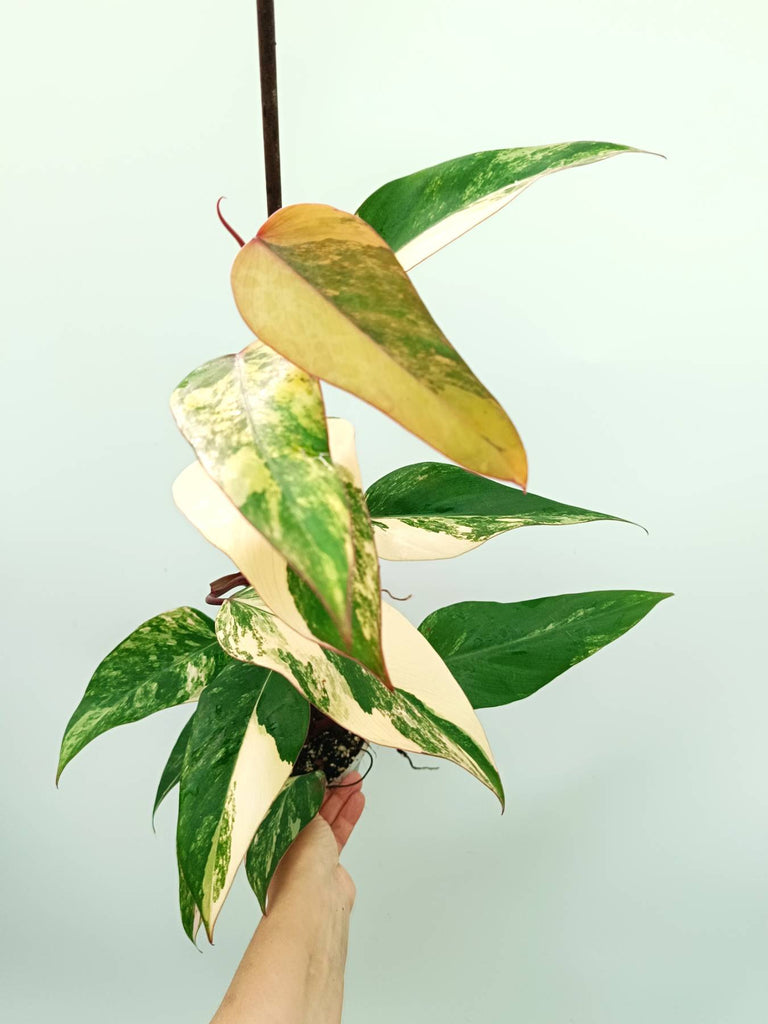 Philodendron strawberry shake variegata