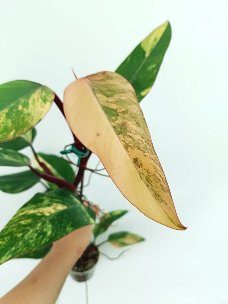 Philodendron strawberry shake variegata
