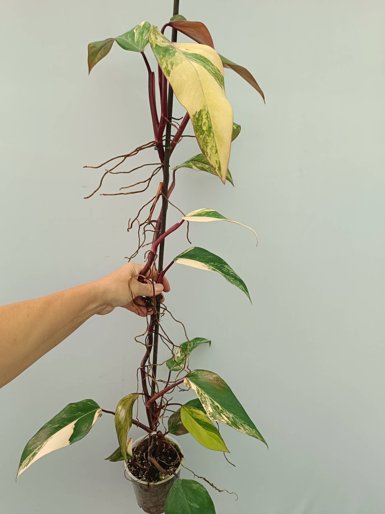 Philodendron Strawberry Shake variegata