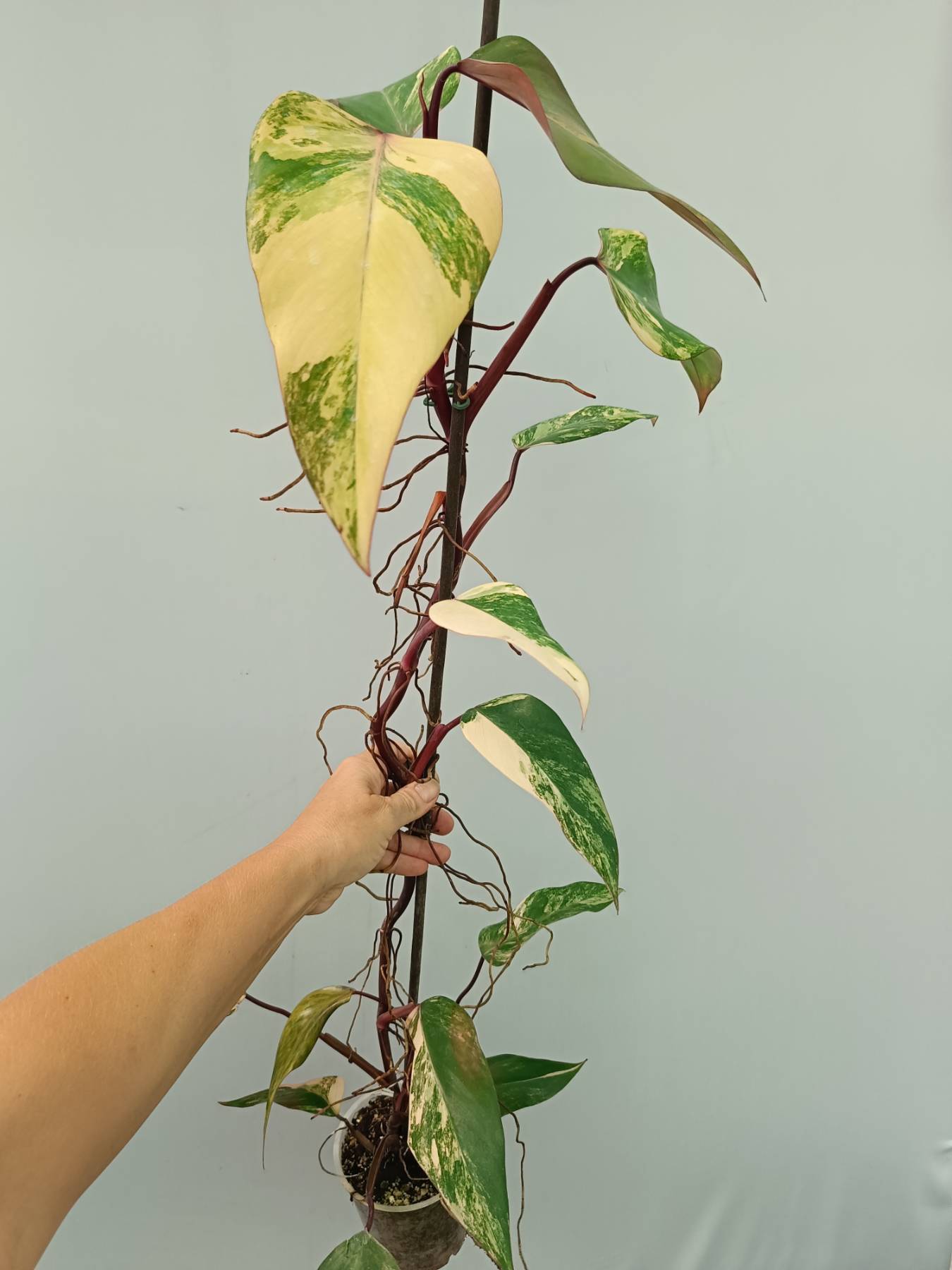 philodendron shake Philodendron Strawberry Shake variegata XL