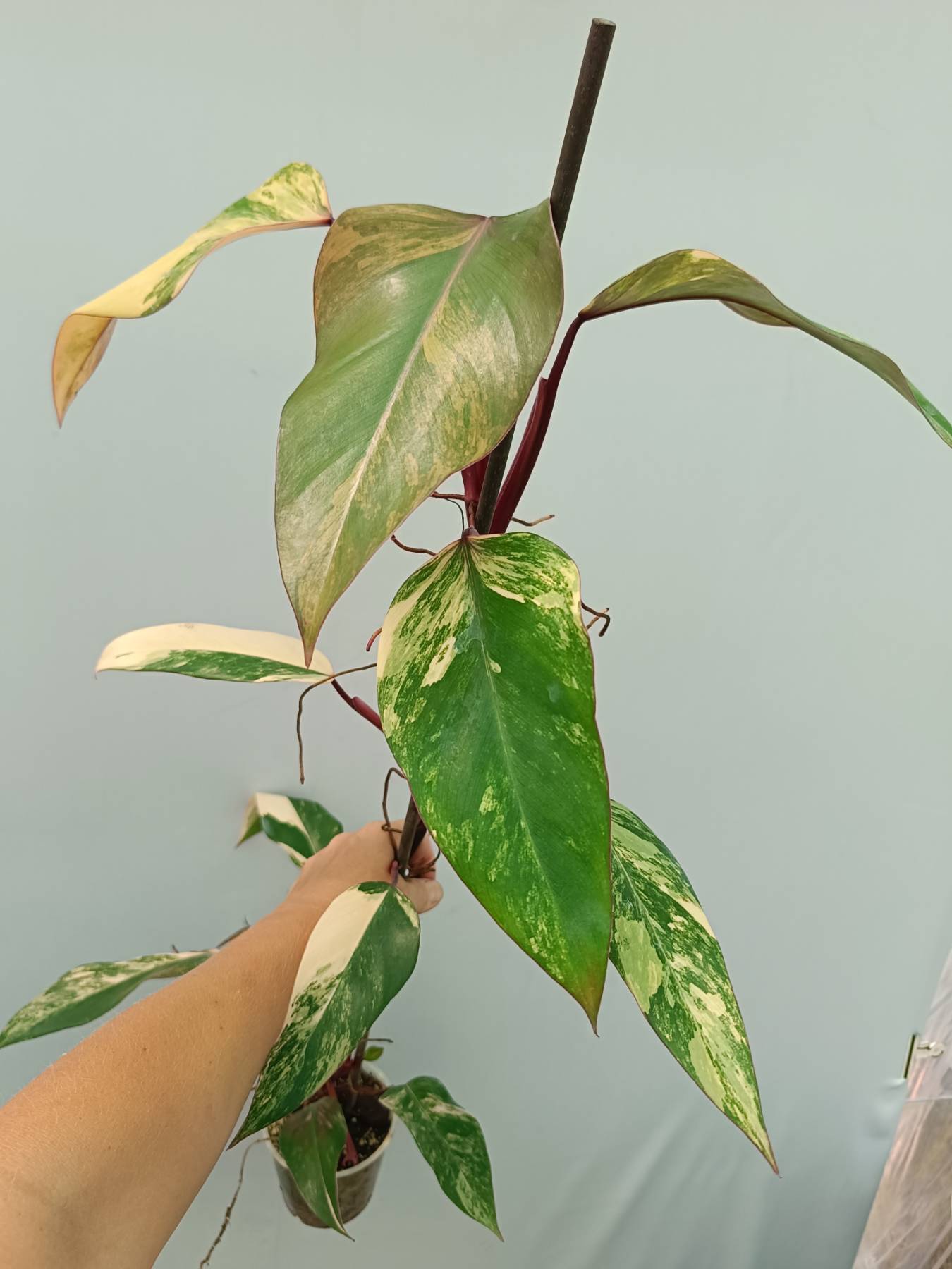Philodendron Strawberry Shake variegata