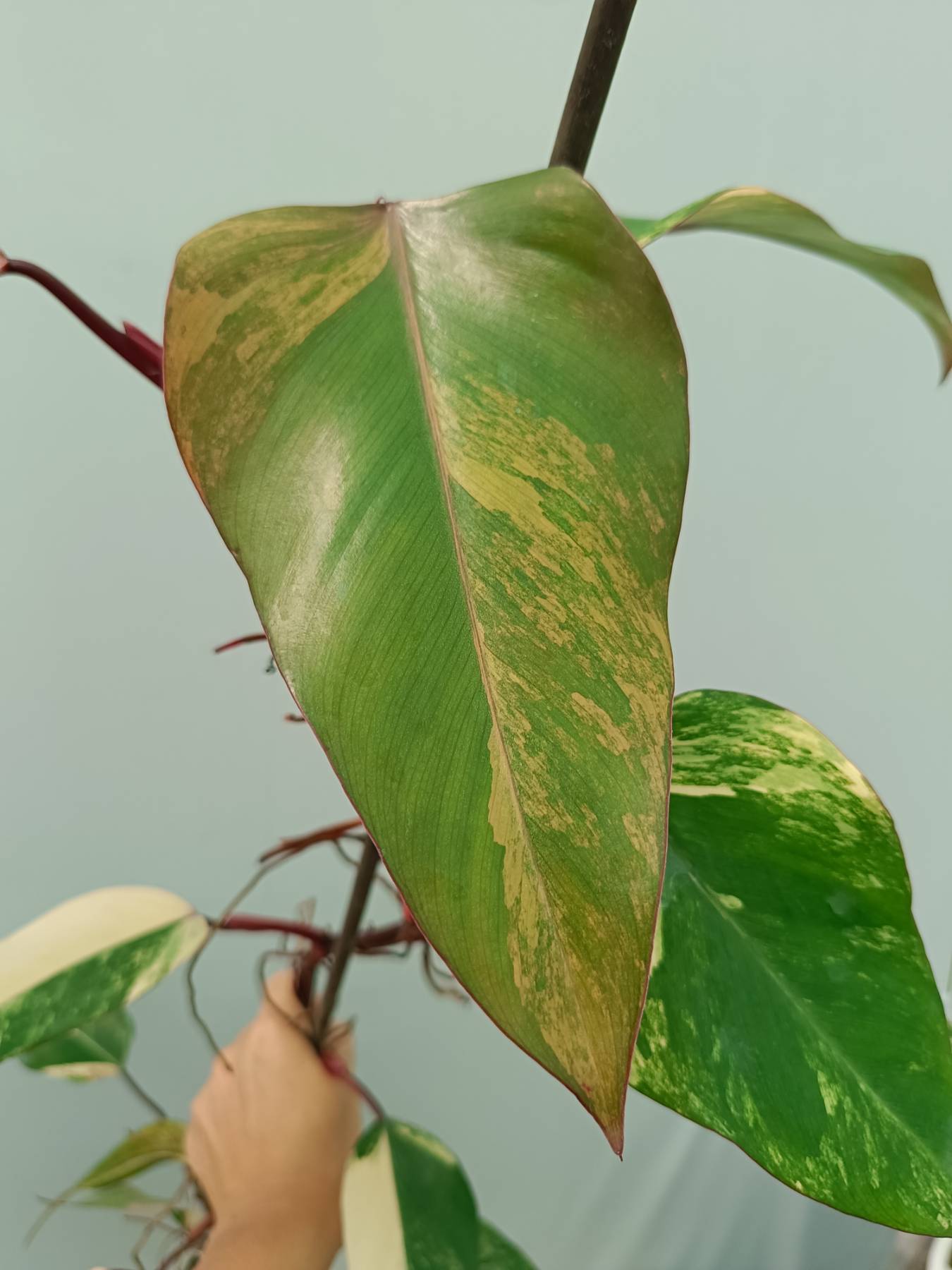 Philodendron Strawberry Shake variegata