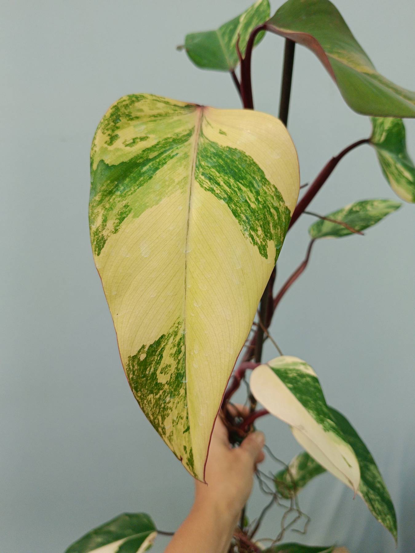 Philodendron Strawberry Shake variegata