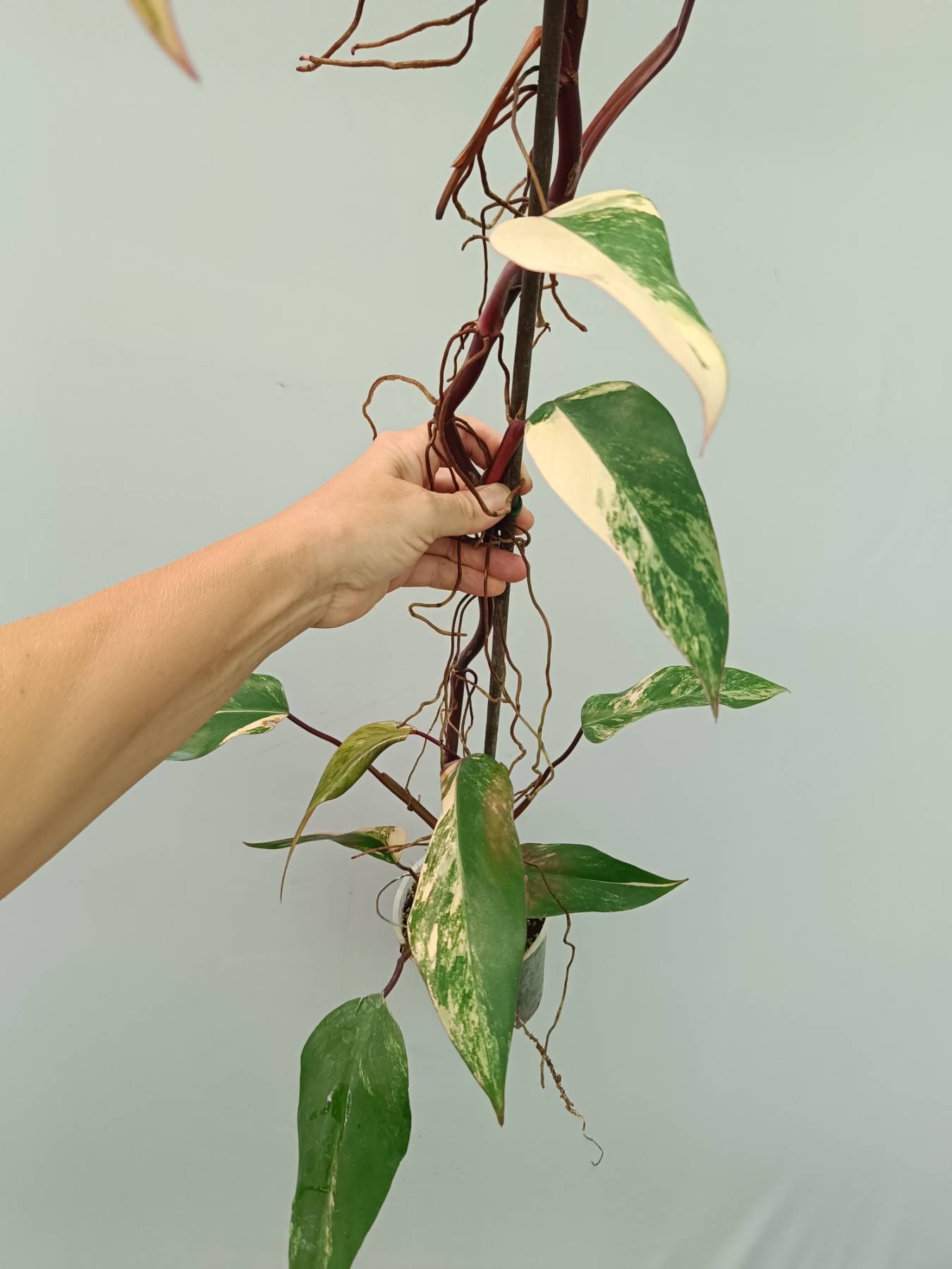 Philodendron Strawberry Shake variegata