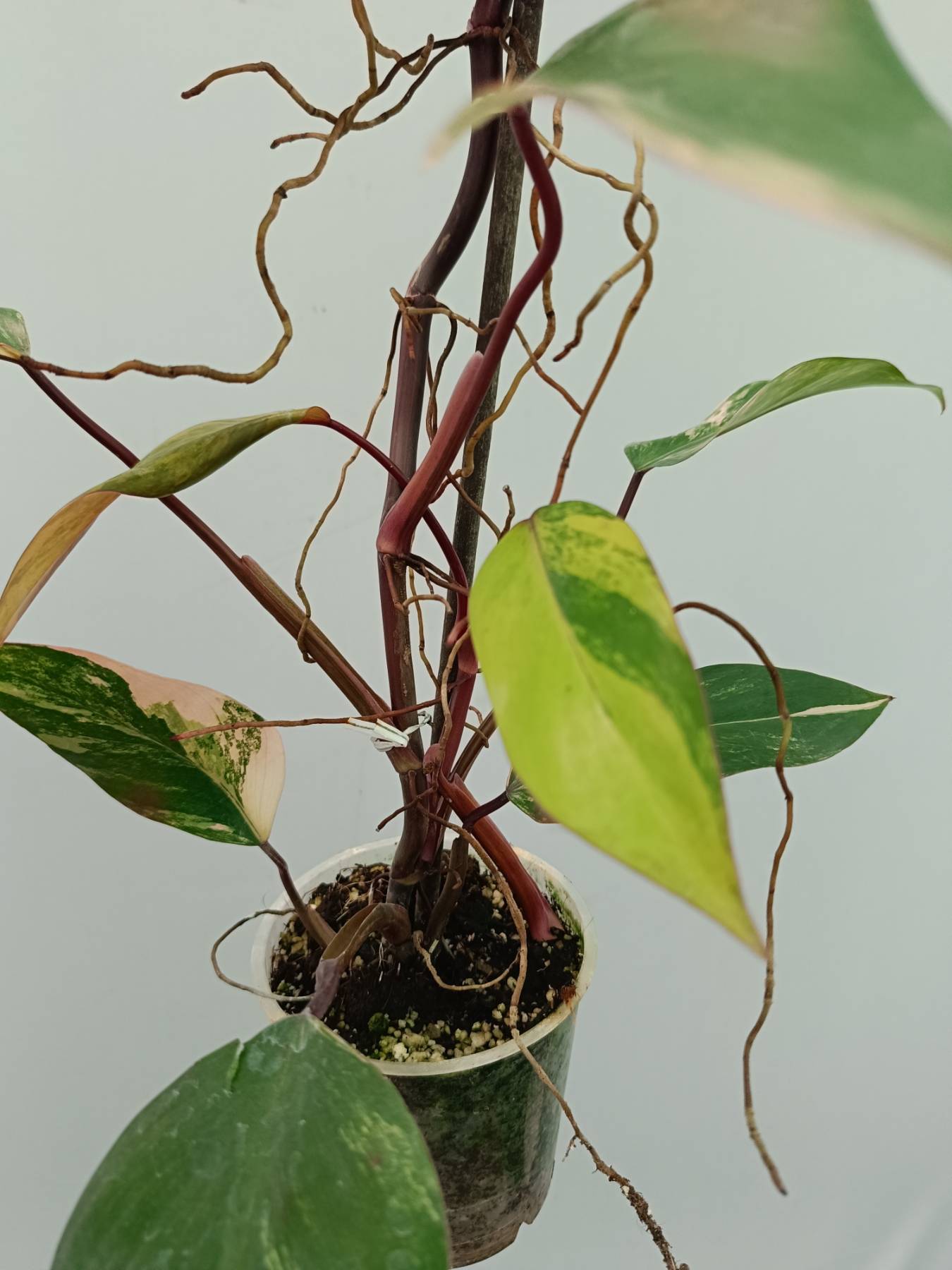 Philodendron Strawberry Shake variegata