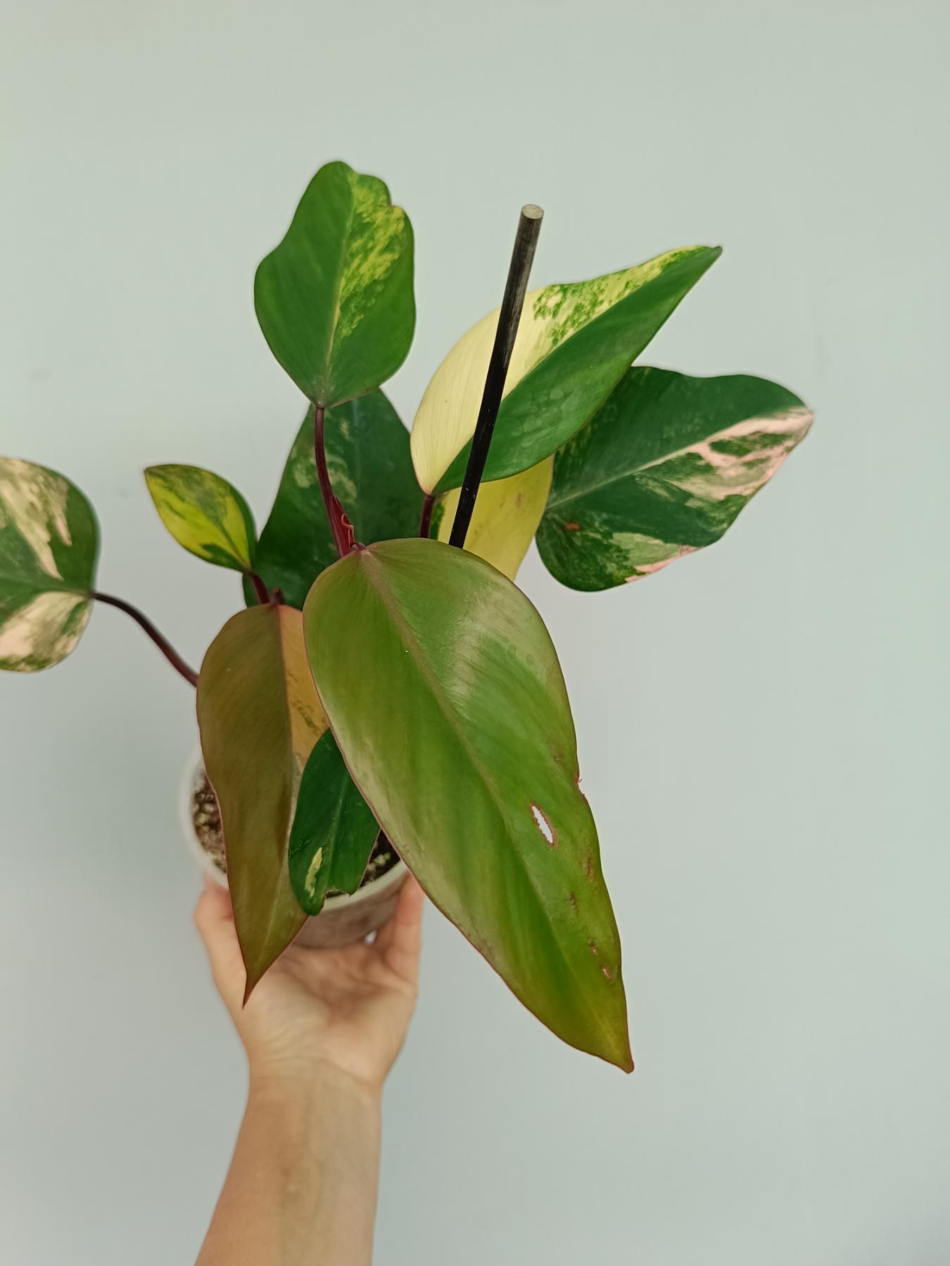 Philodendron strawberry shake variegata