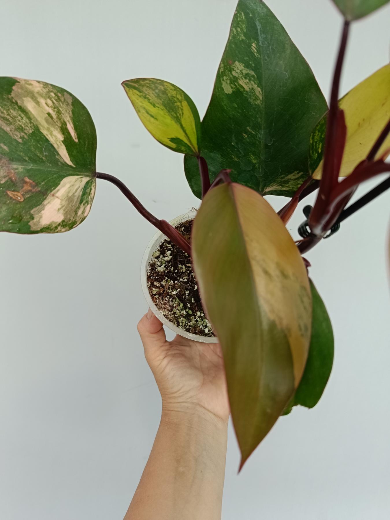 Philodendron strawberry shake variegata