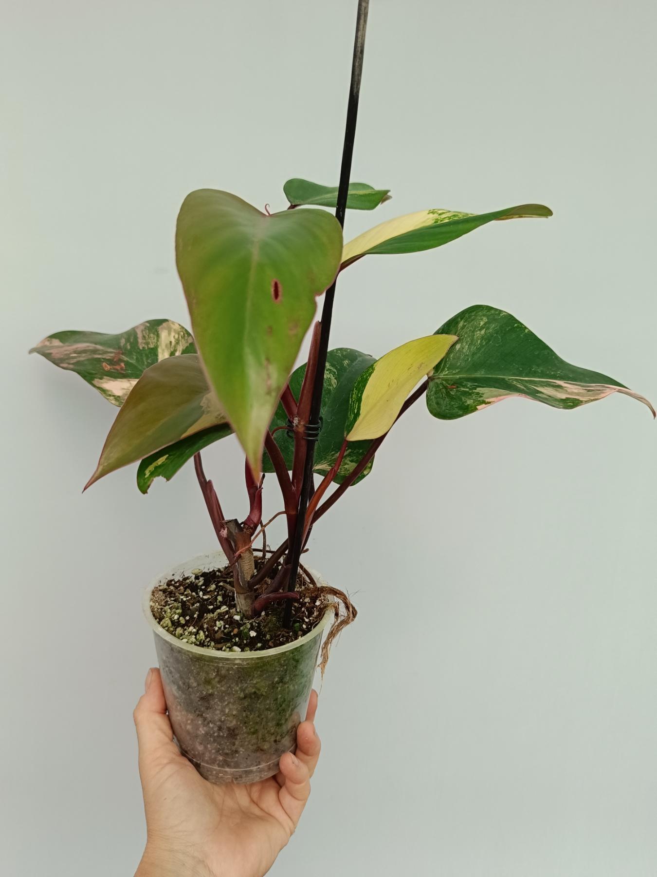 Philodendron strawberry shake variegata