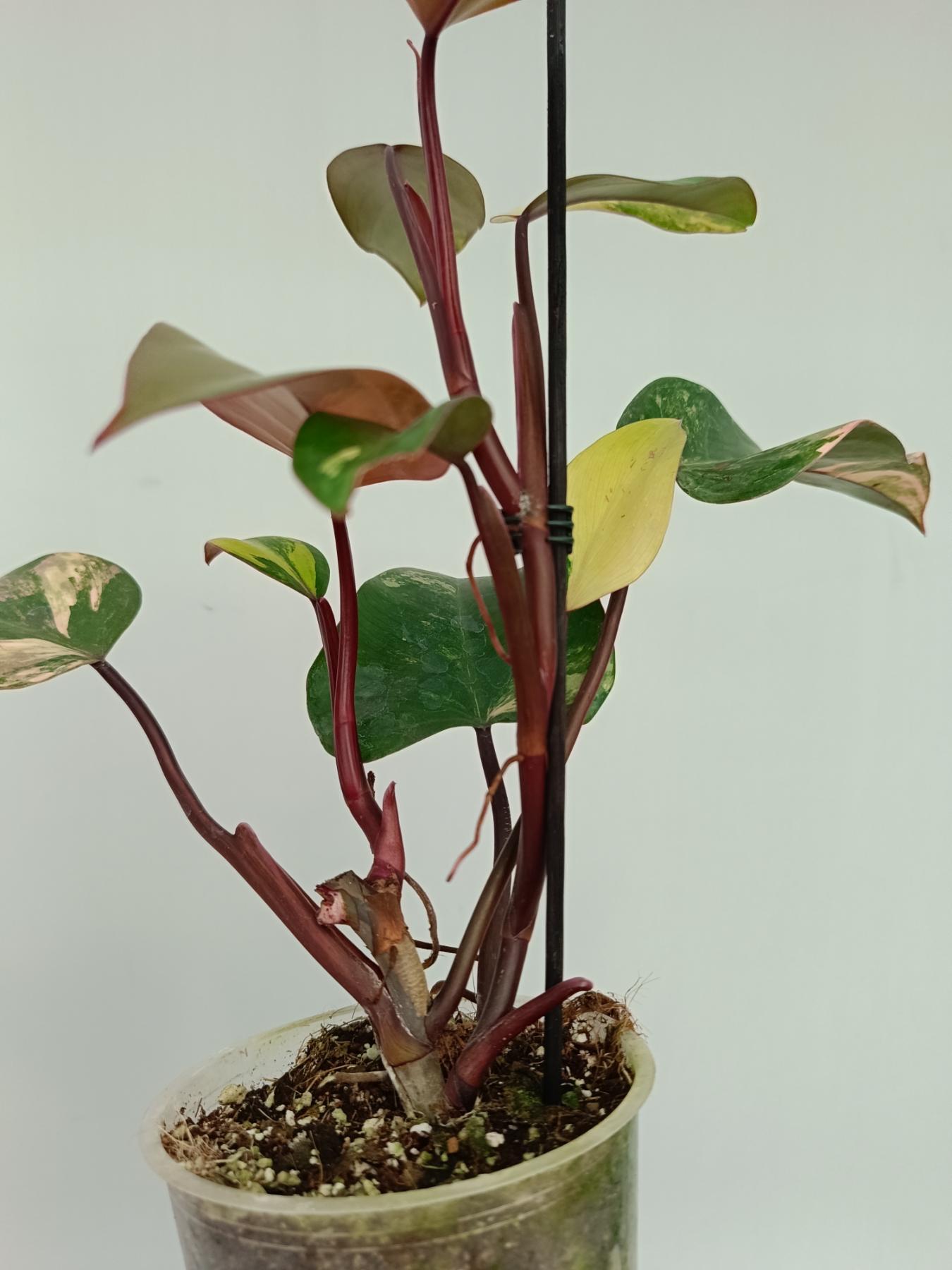 Philodendron strawberry shake variegata