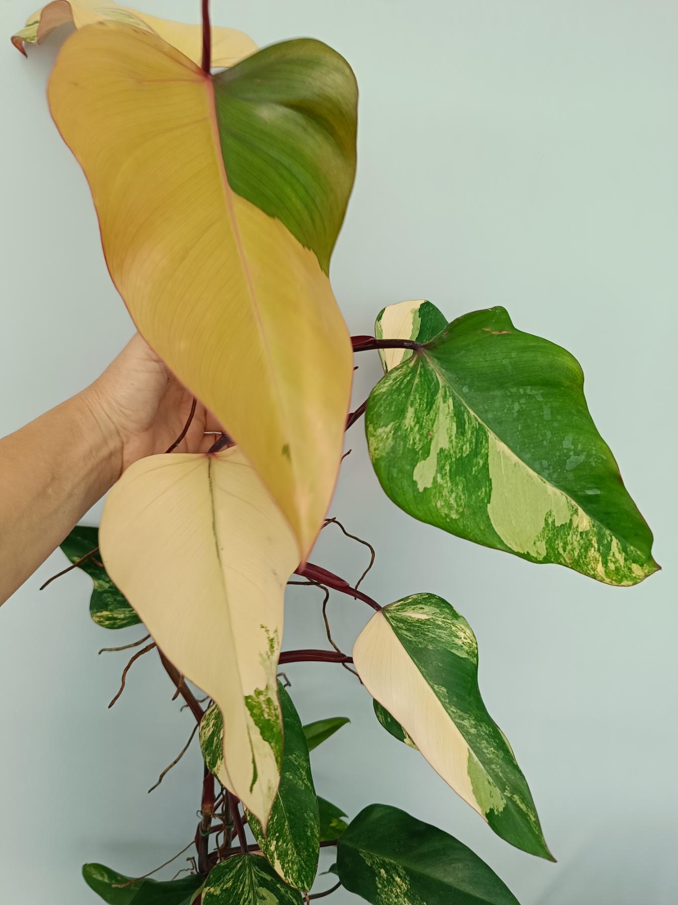Philodendron Strawberry Shake variegata XL