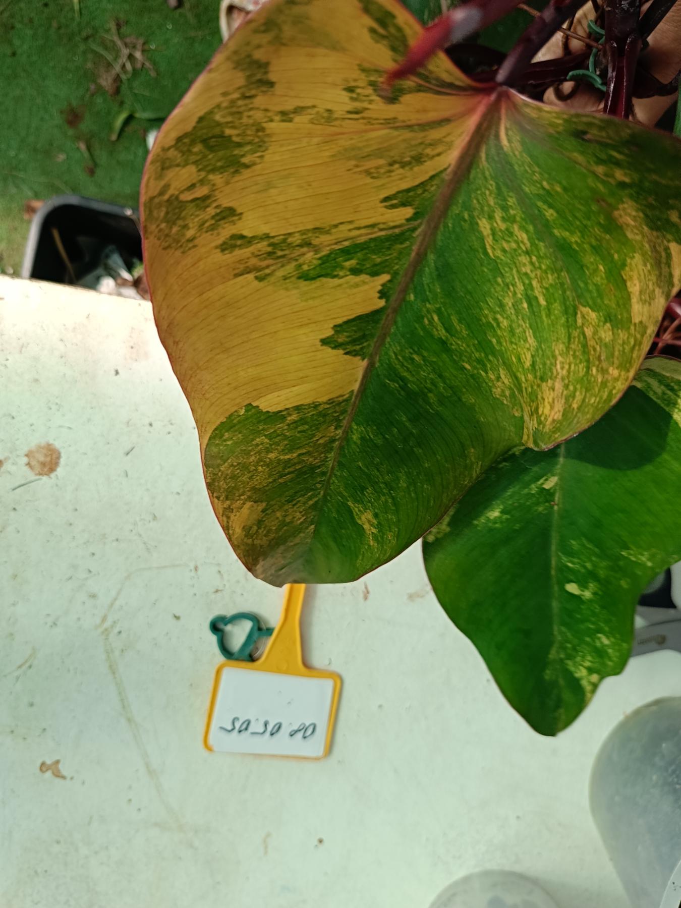 Philodendron Strawberry Shake variegata XL