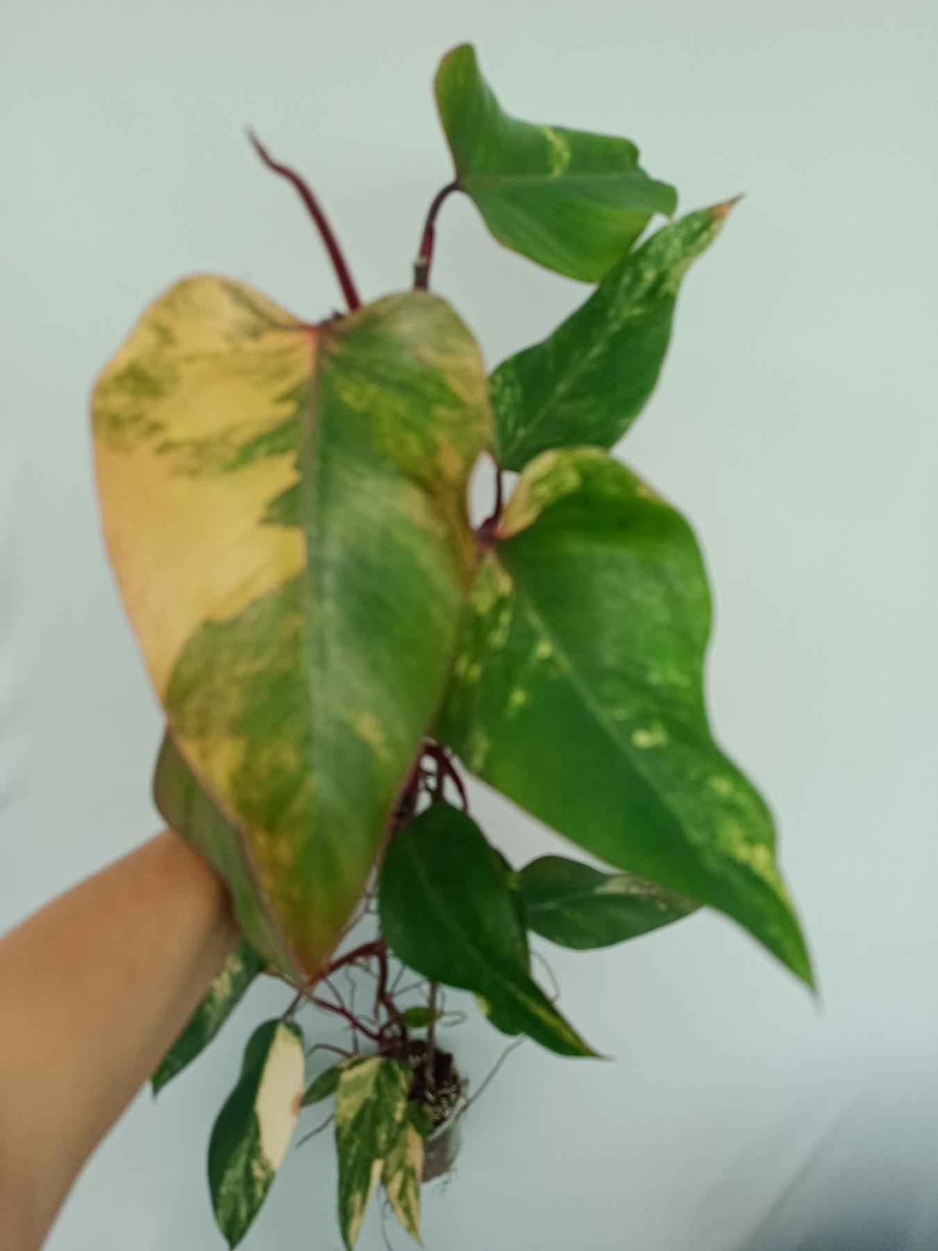 Philodendron Strawberry Shake variegata XL
