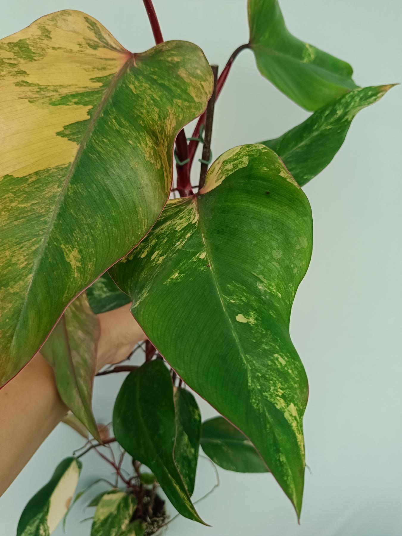 Philodendron Strawberry Shake variegata XL