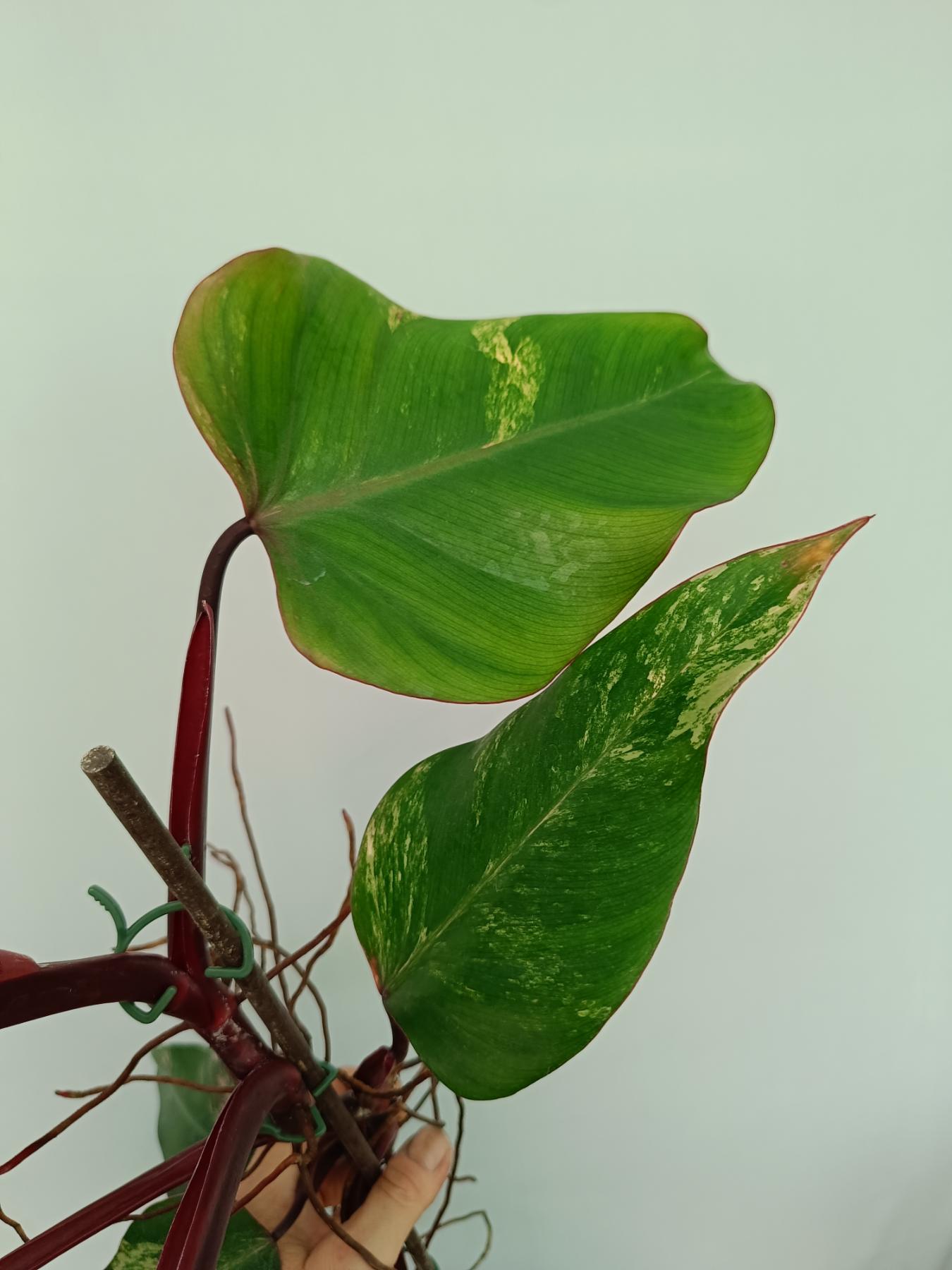 Philodendron Strawberry Shake variegata XL