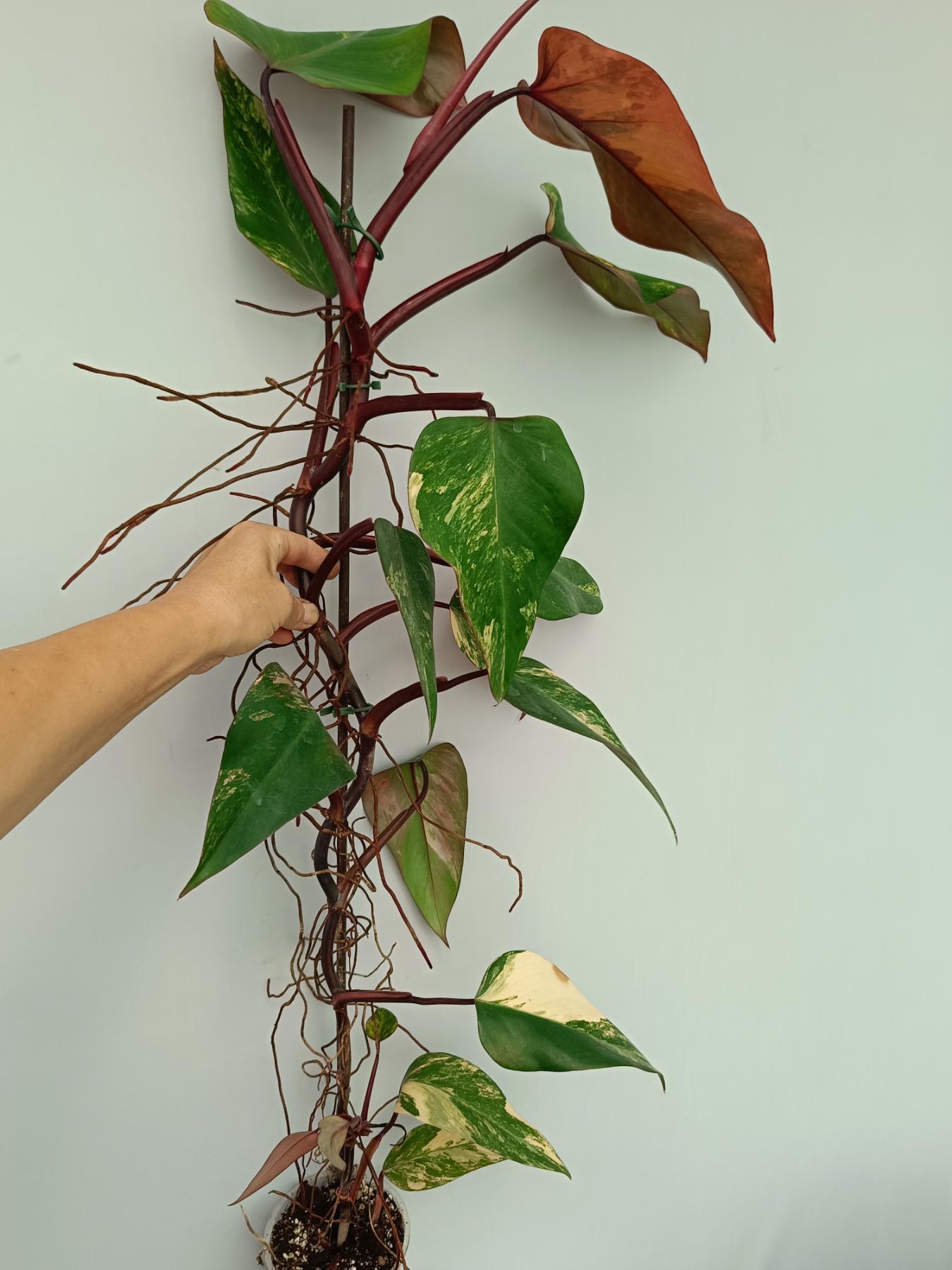 Philodendron Strawberry Shake variegata XL