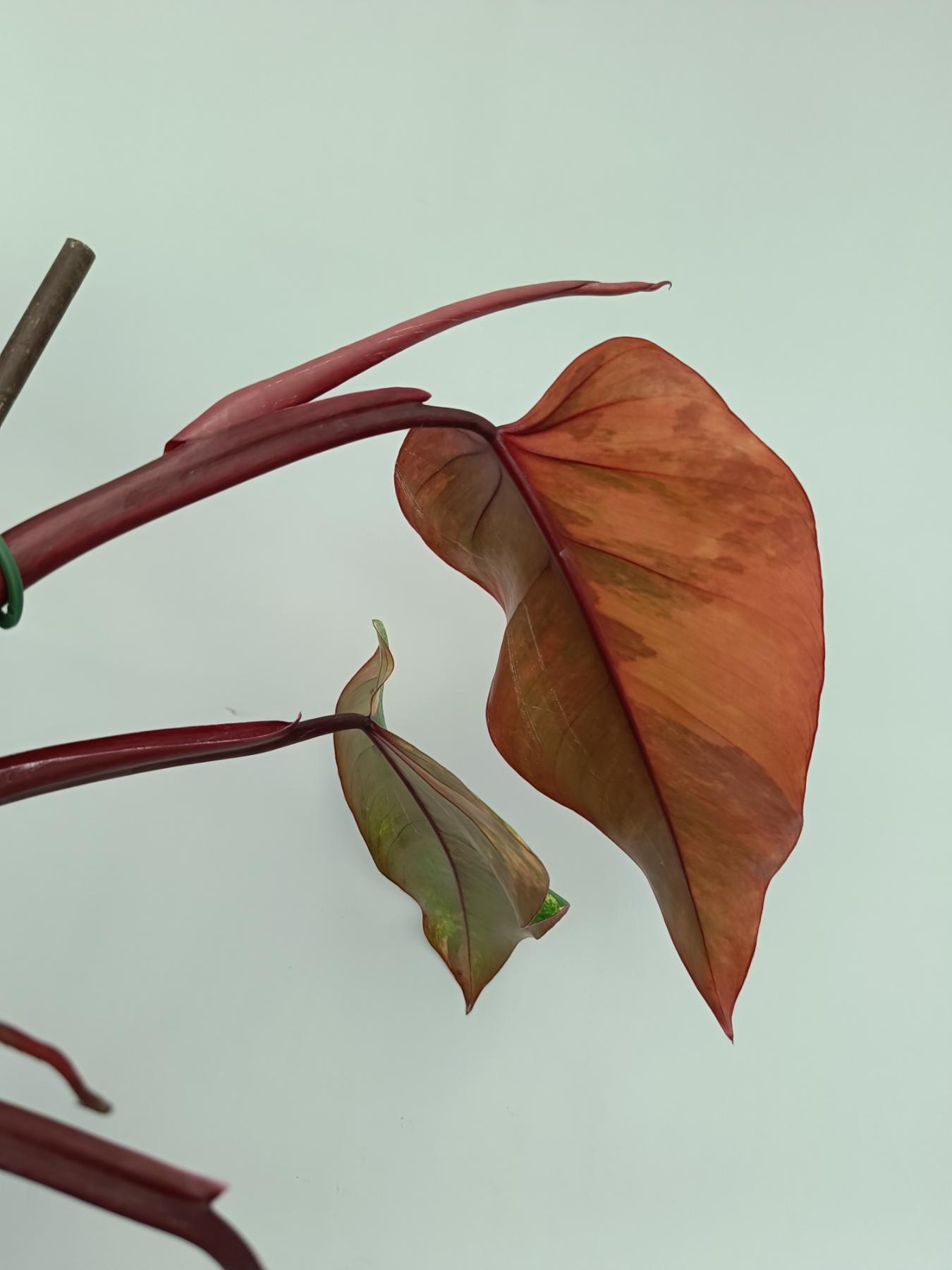 Philodendron Strawberry Shake variegata XL