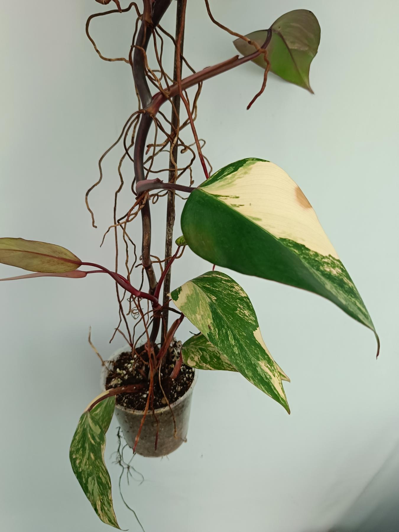 Philodendron Strawberry Shake variegata XL