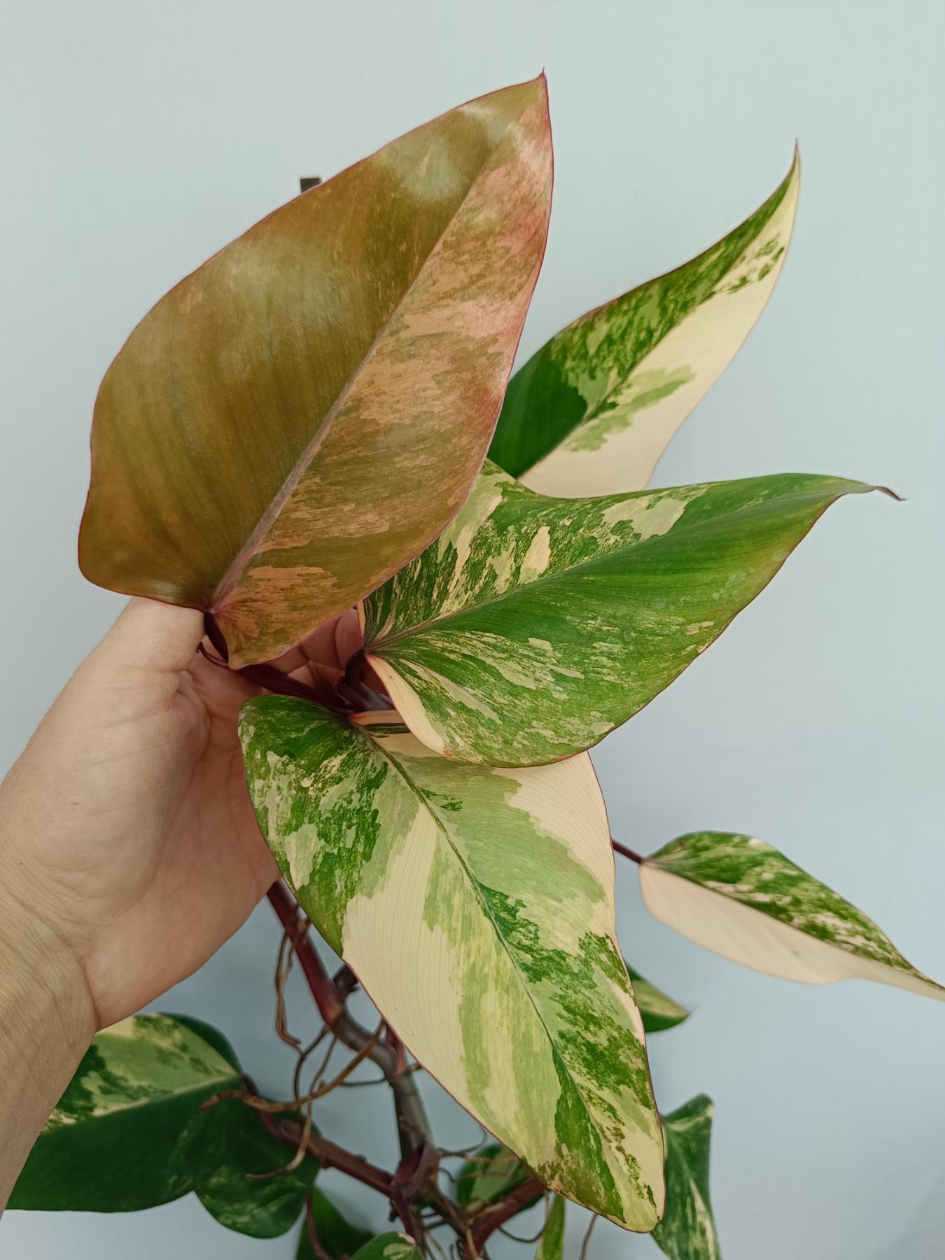 Philodendron Strawberry Shake variegata XL