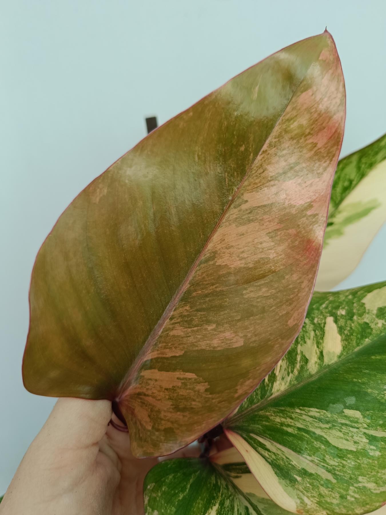 Philodendron Strawberry Shake variegata XL