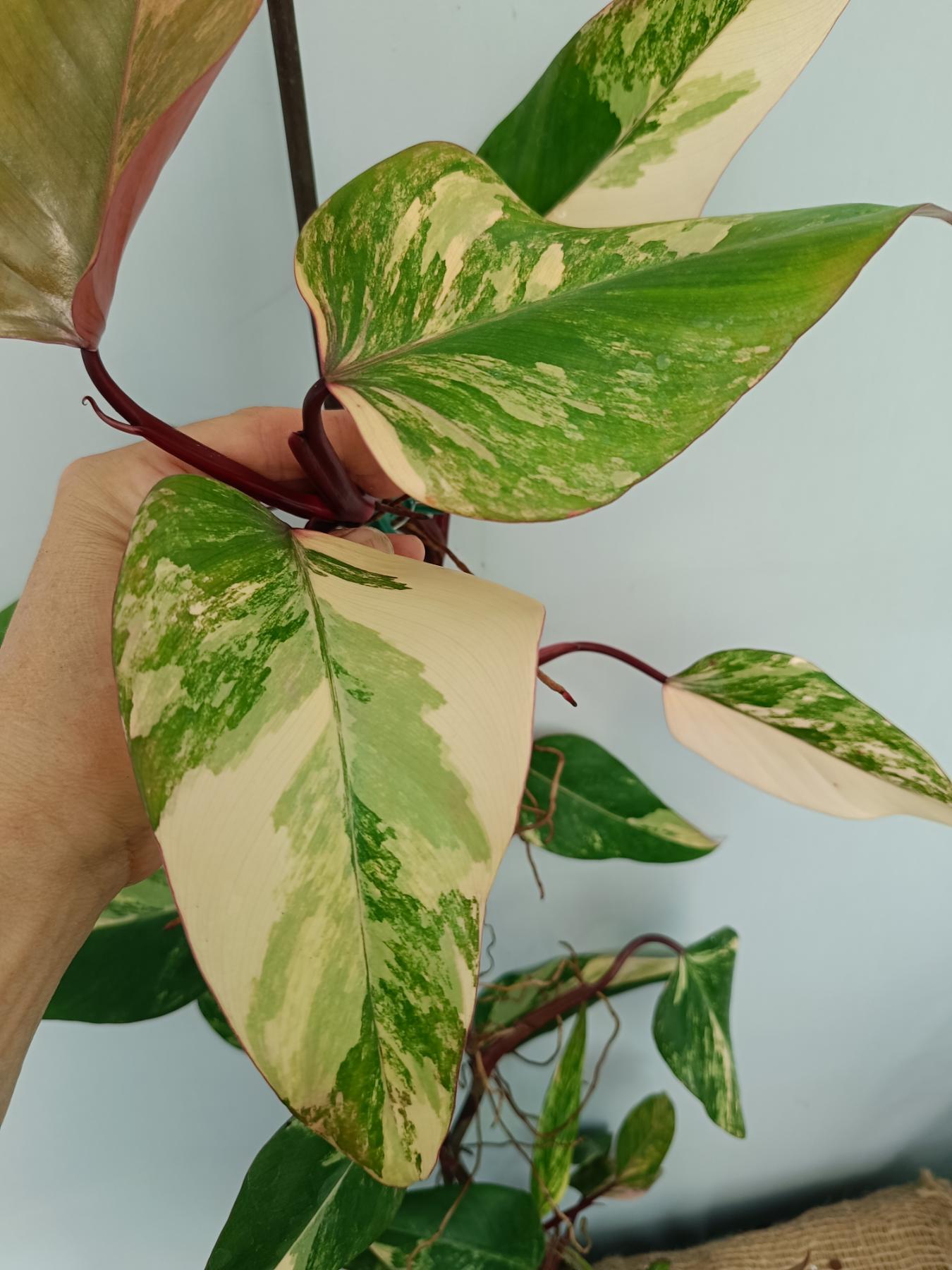 Philodendron Strawberry Shake variegata XL