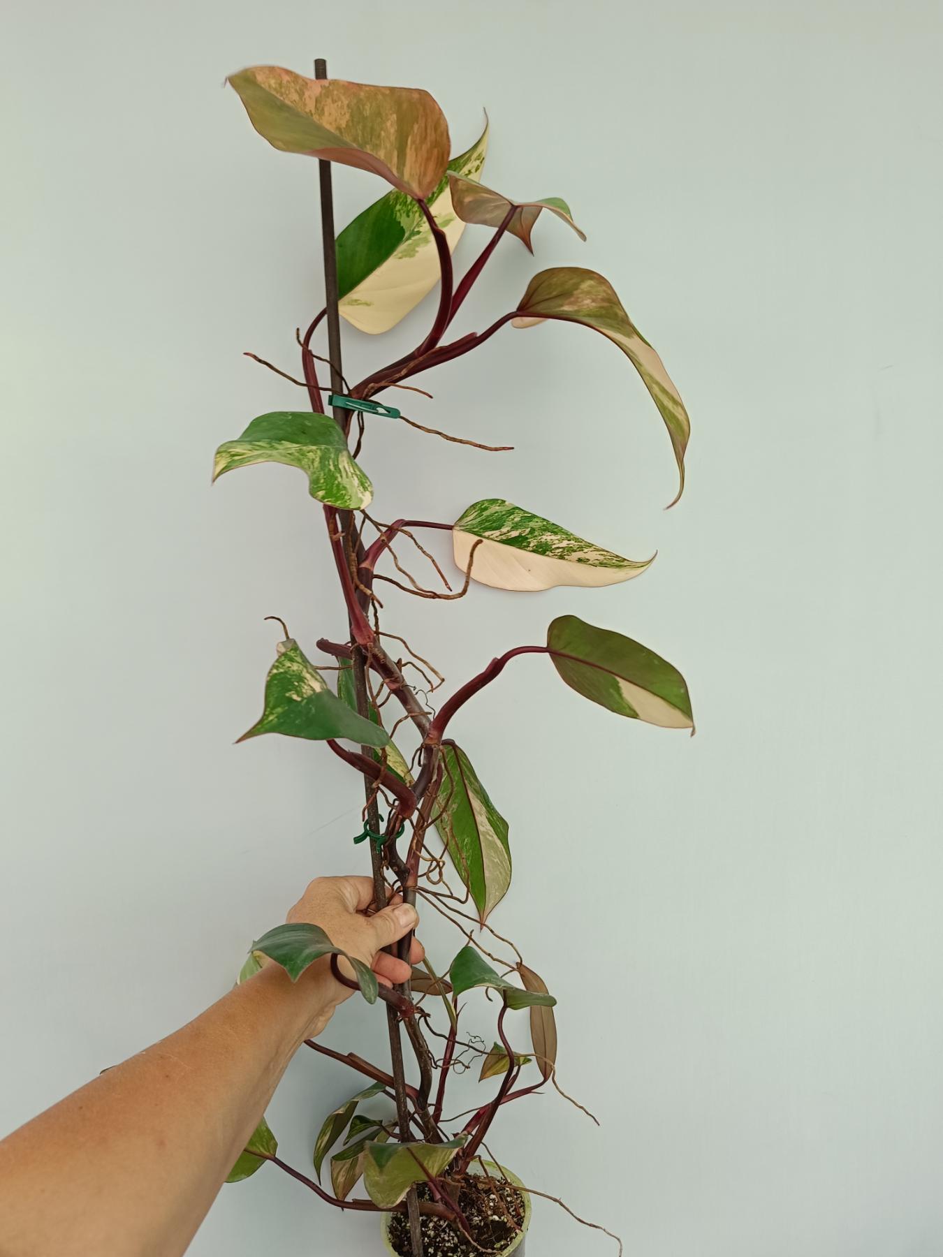 Philodendron Strawberry Shake variegata XL