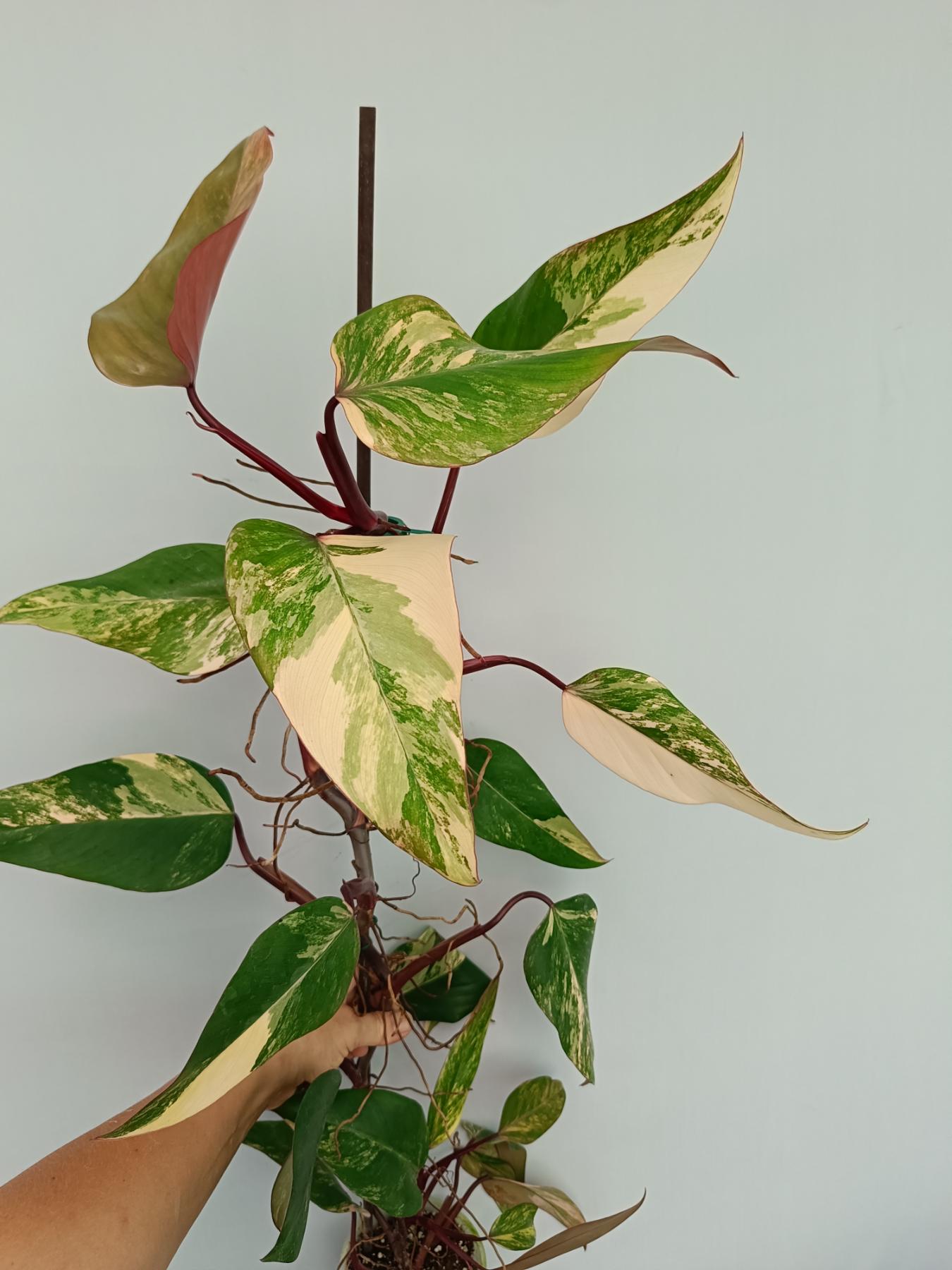 Philodendron Strawberry Shake variegata XL