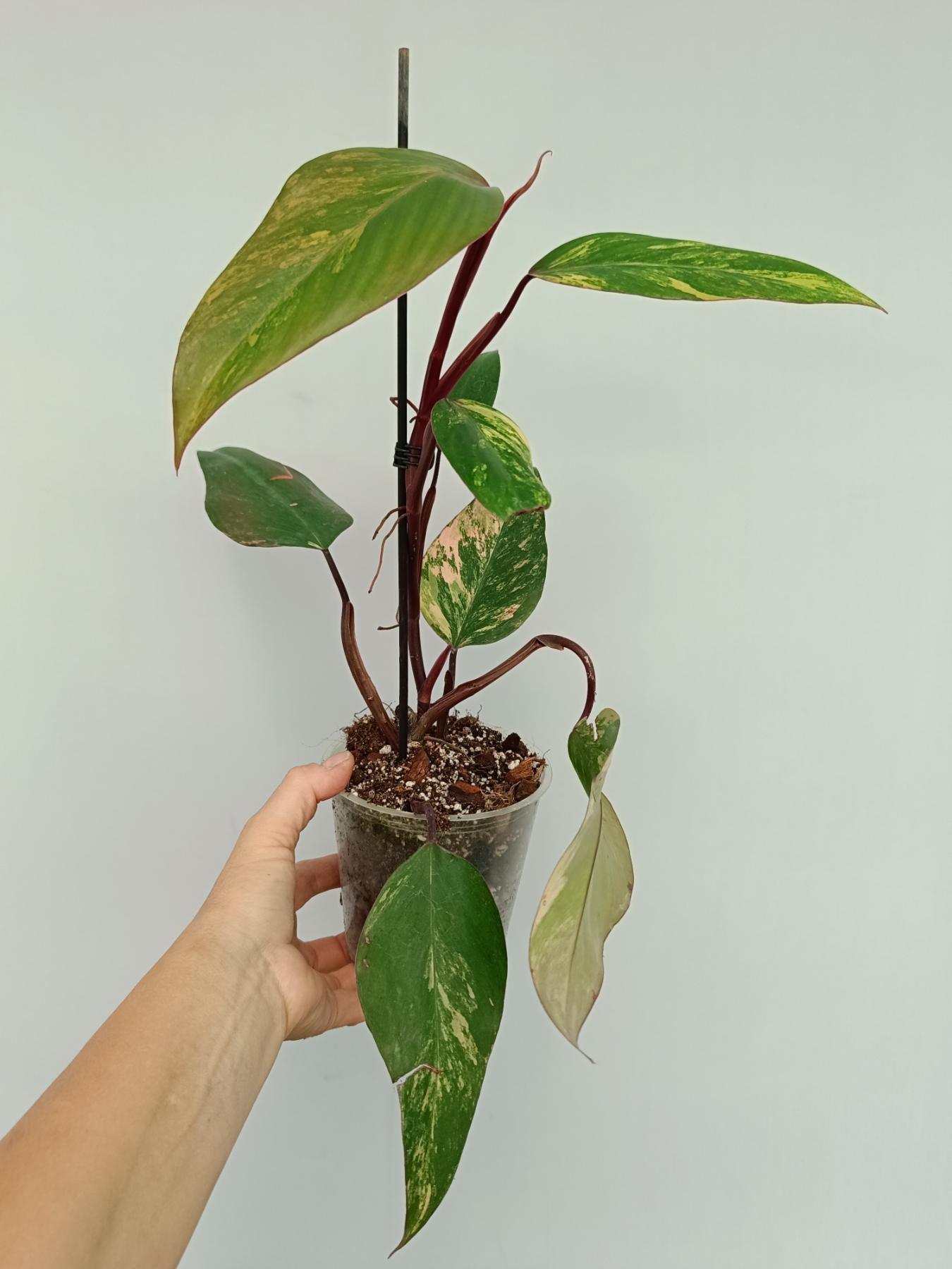 Philodendron Strawberry Shake variegata
