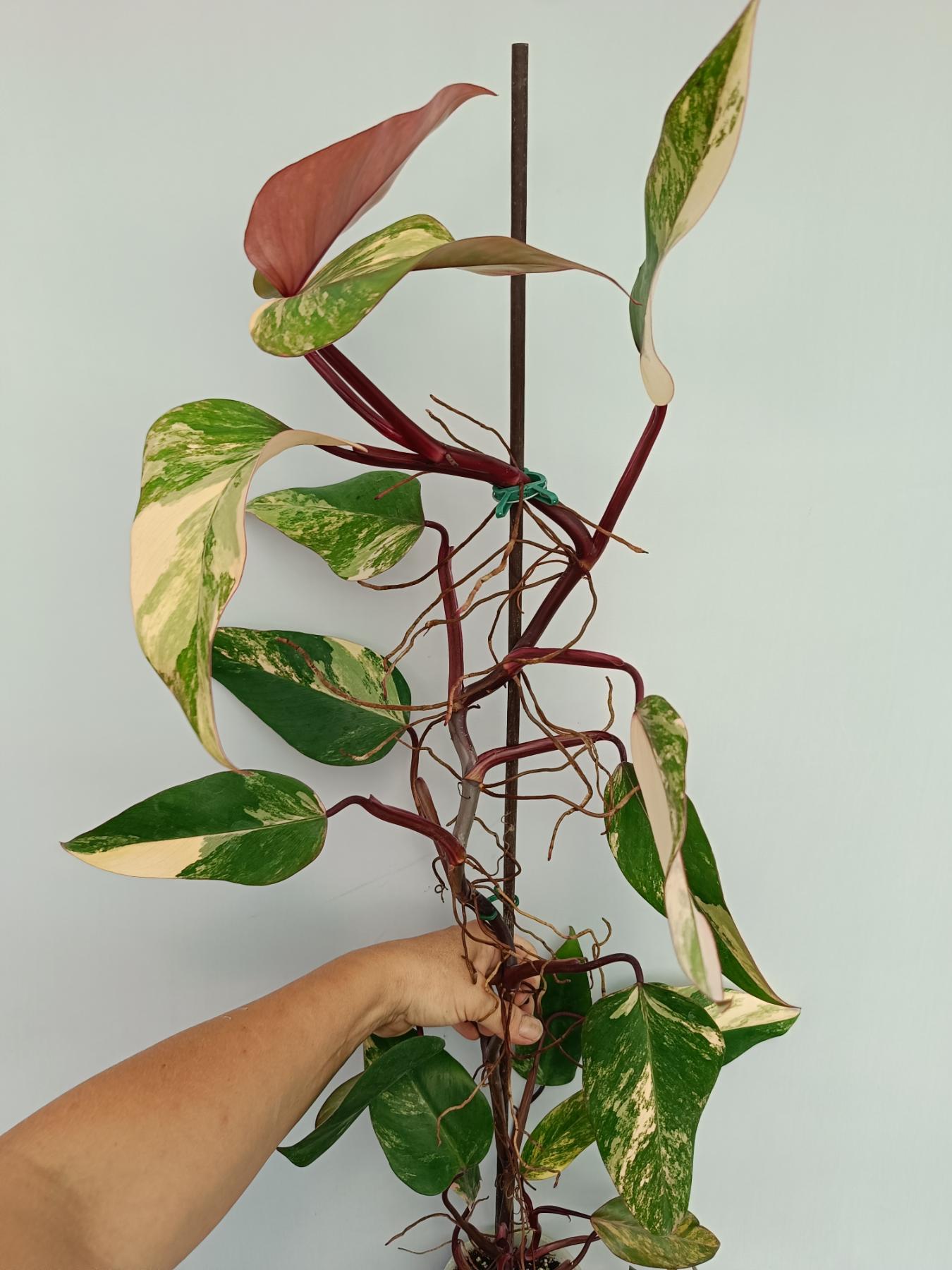 Philodendron Strawberry Shake variegata XL