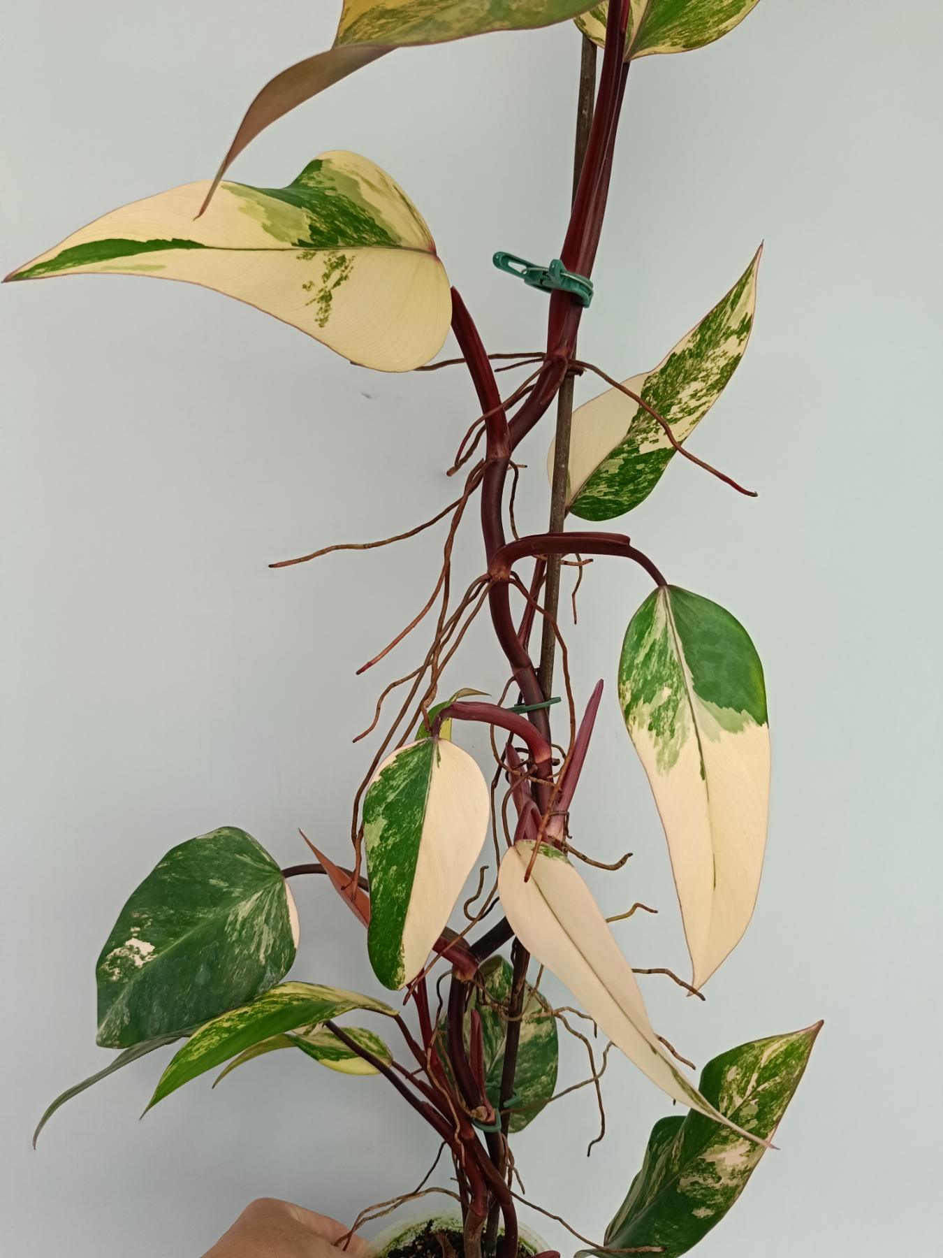 Philodendron Strawberry Shake variegata XL