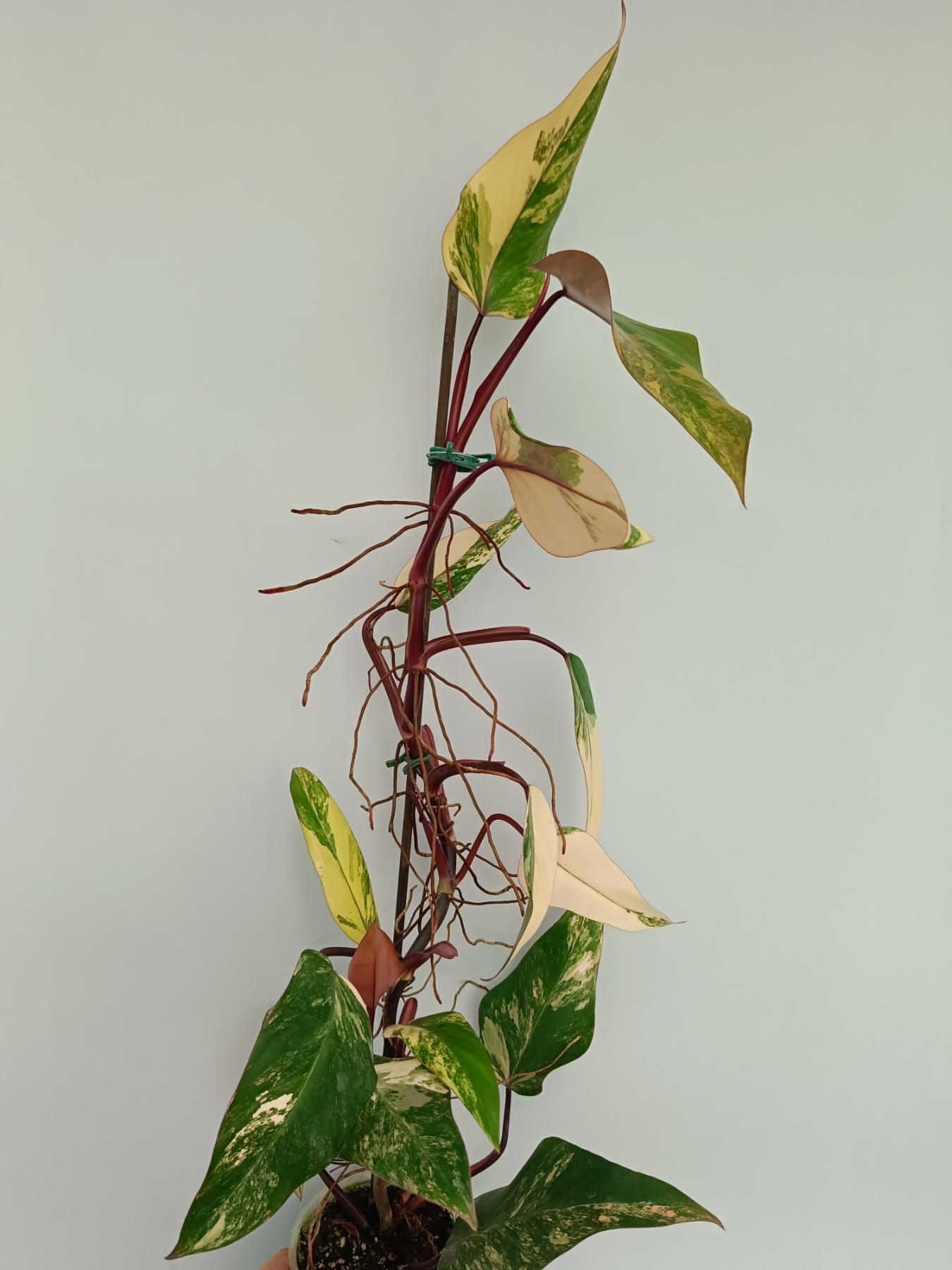 Philodendron Strawberry Shake variegata XL