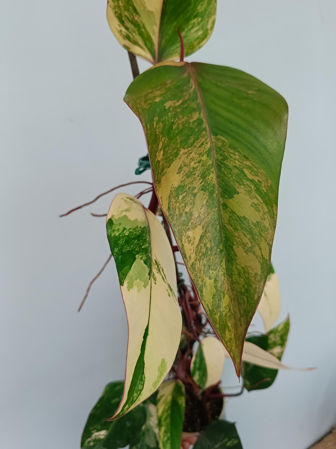 Philodendron Strawberry Shake variegata XL