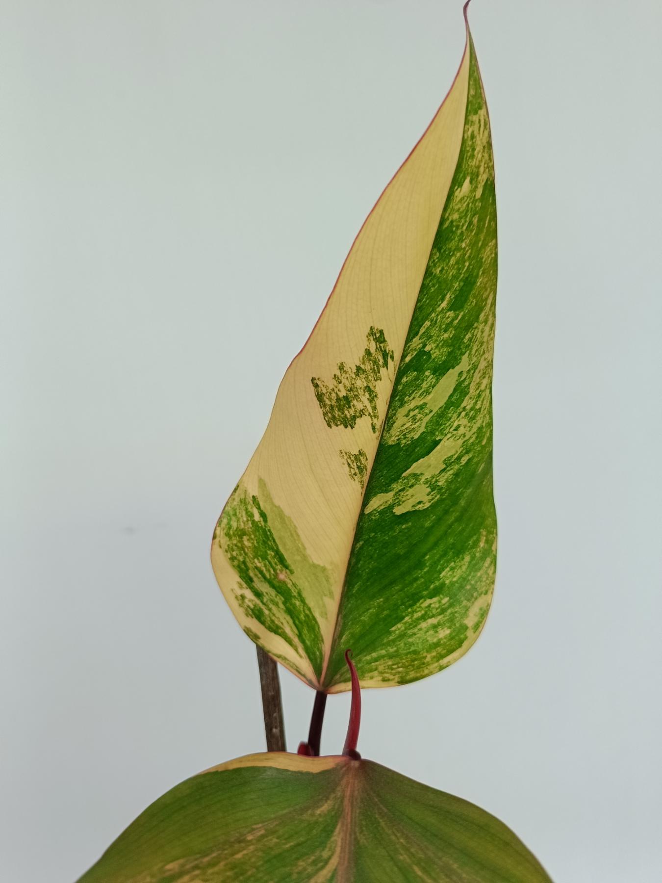 Philodendron Strawberry Shake variegata XL