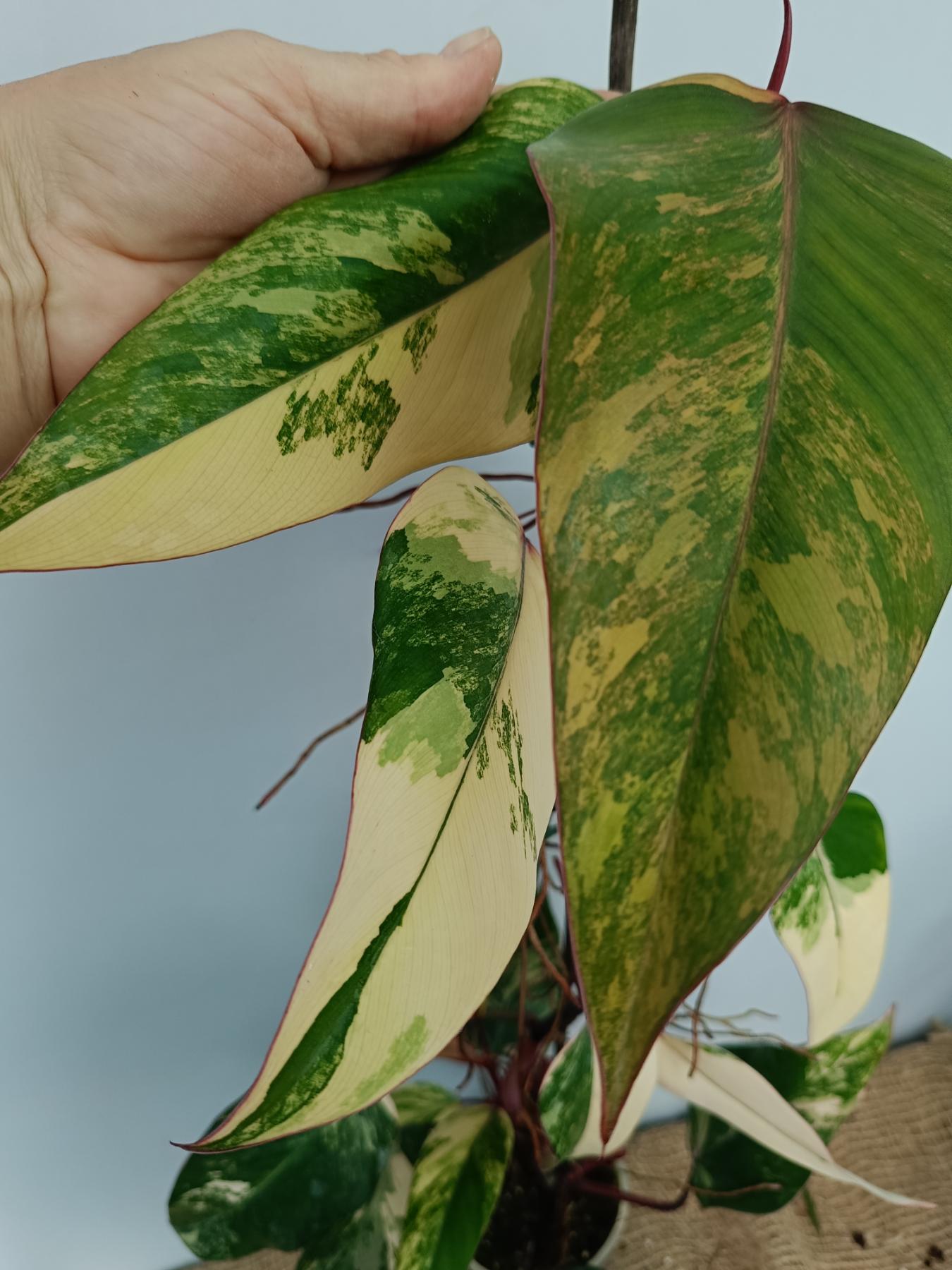 Philodendron Strawberry Shake variegata XL