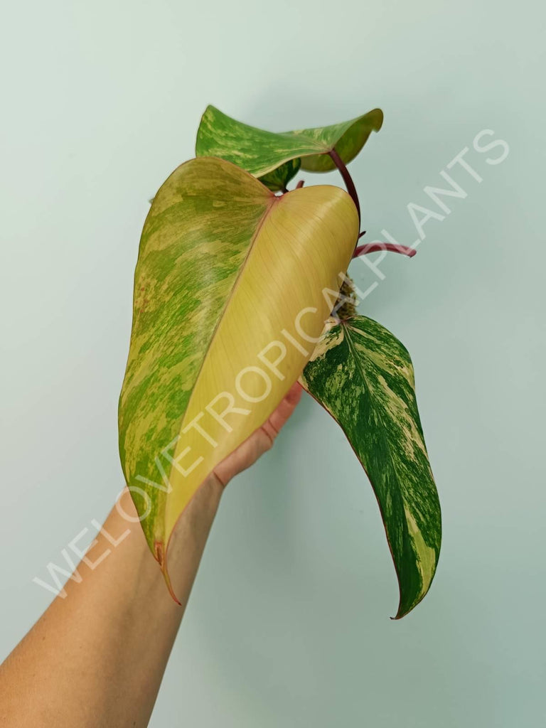 Philodendron strawberry shake 