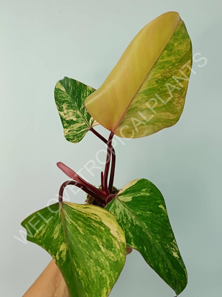 Philodendron strawberry shake 