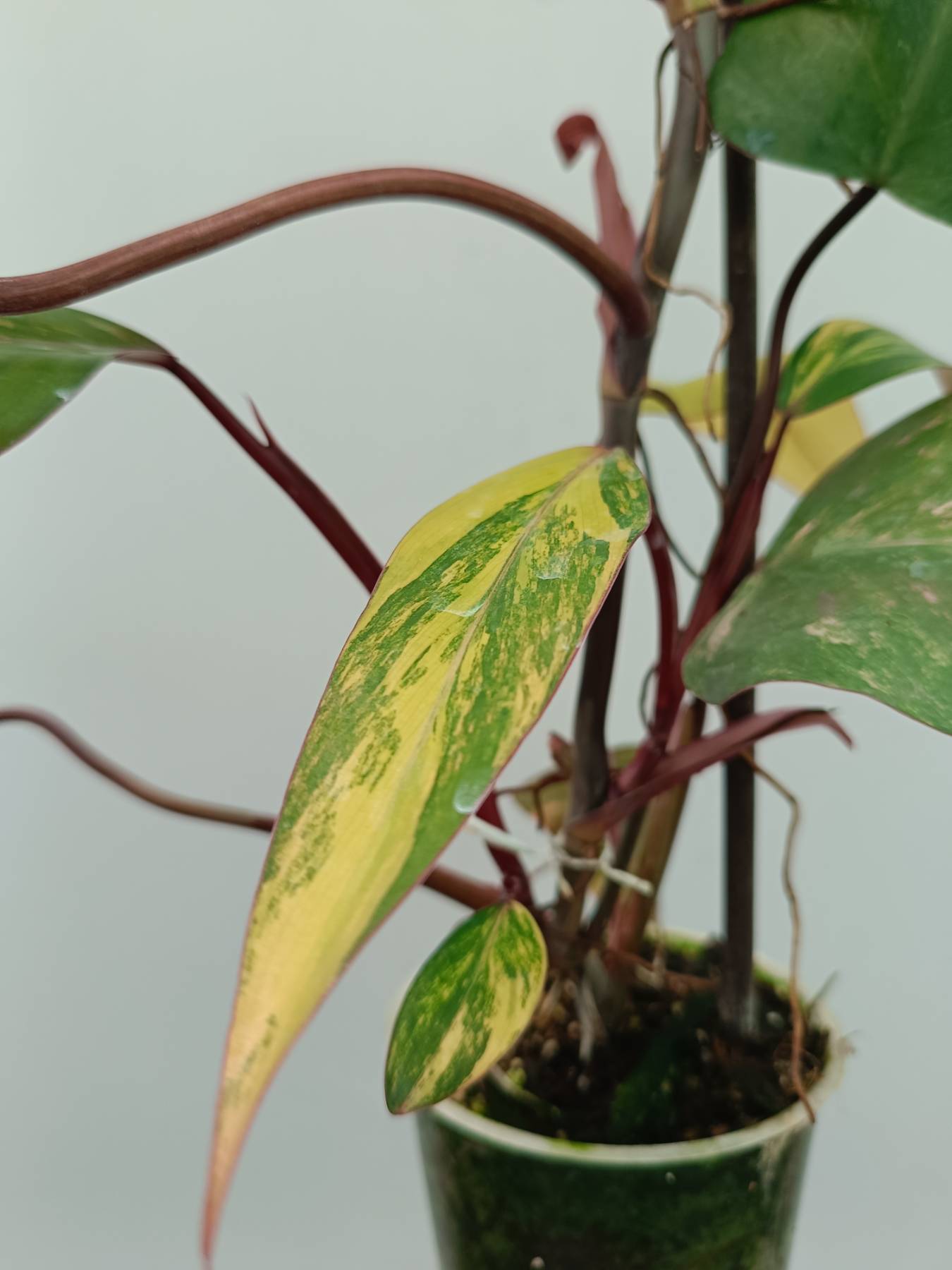 Philodendron Strawberry Shake variegata
